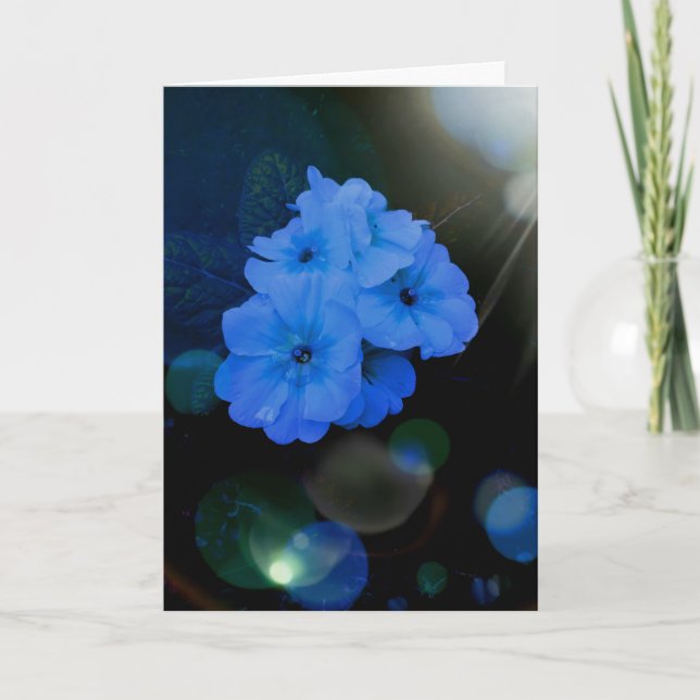 Primrosen Blume in blau Karte (Vorderseite)