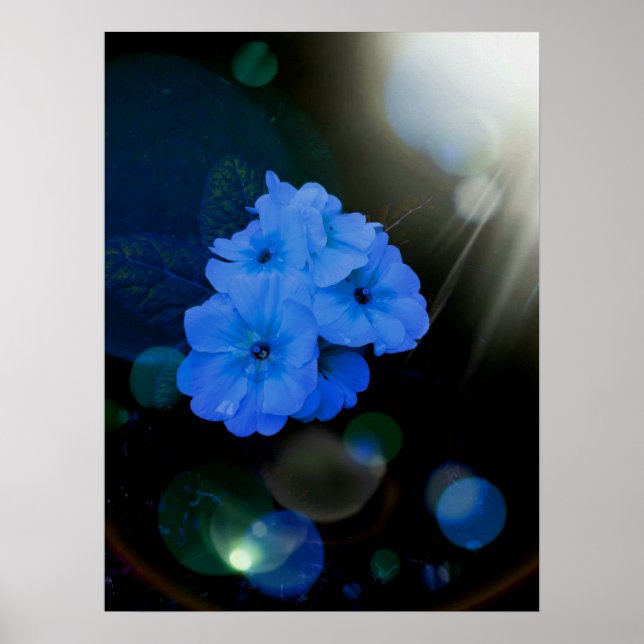 Primrosen Blume in blau Poster (Vorne)