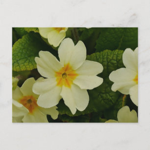 Primroses Postcard Postkarte