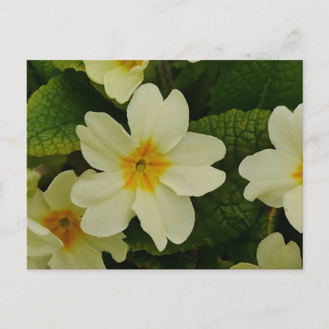 Primroses Postcard Postkarte (Vorderseite)