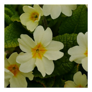 Primroses Poster