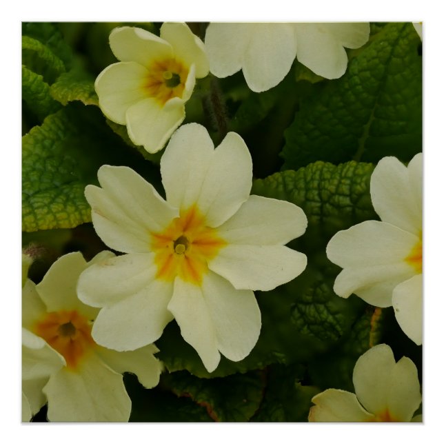Primroses Poster (Vorderseite)