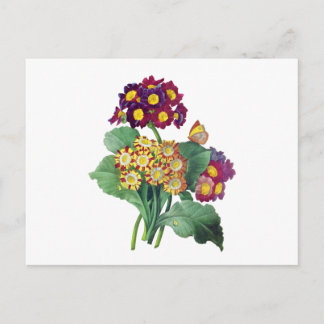 Primula Auricula - Cowslip - Pierre Joseph Redoute Postkarte