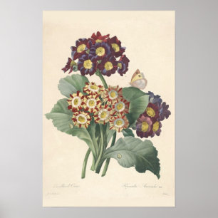 Primula Canvas Print Poster