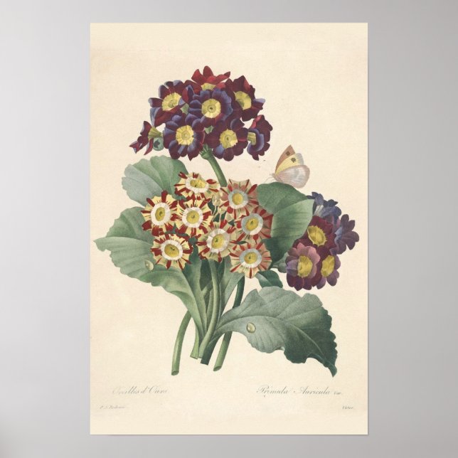 Primula Canvas Print Poster (Vorne)