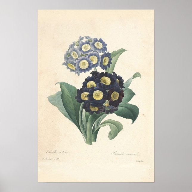 Primula Canvas Print Poster (Vorne)