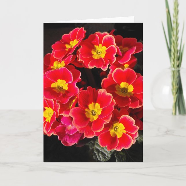 Primula im Frühjahr Feiertagskarte (Vorderseite)