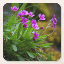 Primula maguirei Blumenfoto © Sandy Long