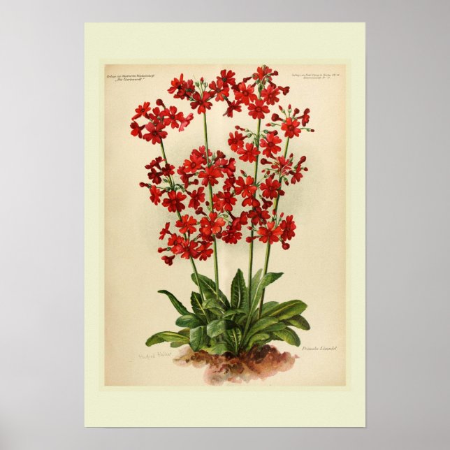 Primula Poster (Vorne)