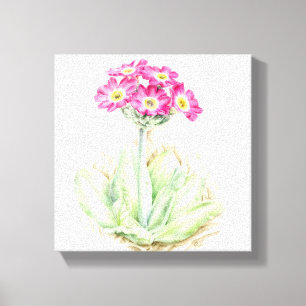 Primula Rosa Leinwand, feine Art Wrackdruck Leinwanddruck