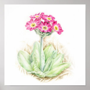 Primula scotia Pflanze Aquarellkunst Poster