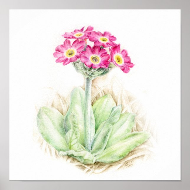 Primula scotia Pflanze Aquarellkunst Poster (Vorne)