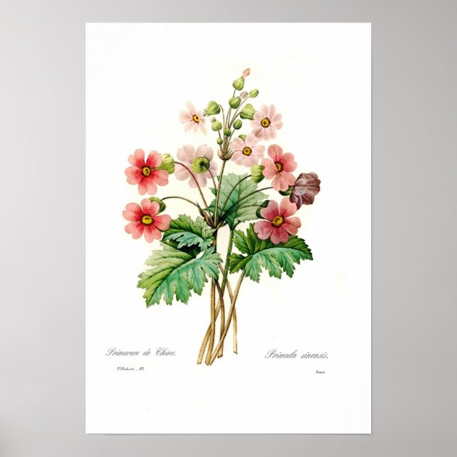 Primula sinensis poster (Vorne)