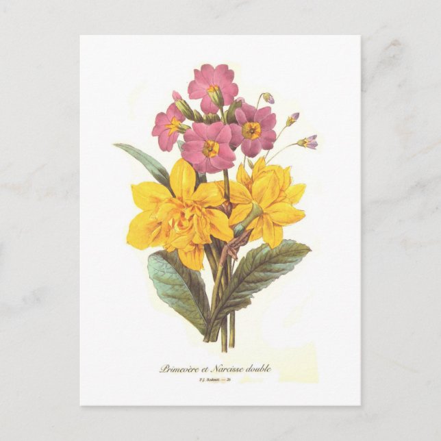 Primula und daffodils postkarte (Vorderseite)