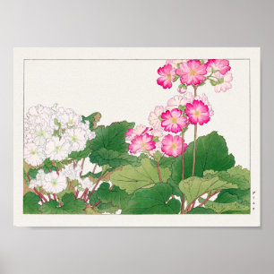 Primula von Tanigami Konan Poster