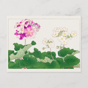 Primula von Tanigami Konan Postkarte