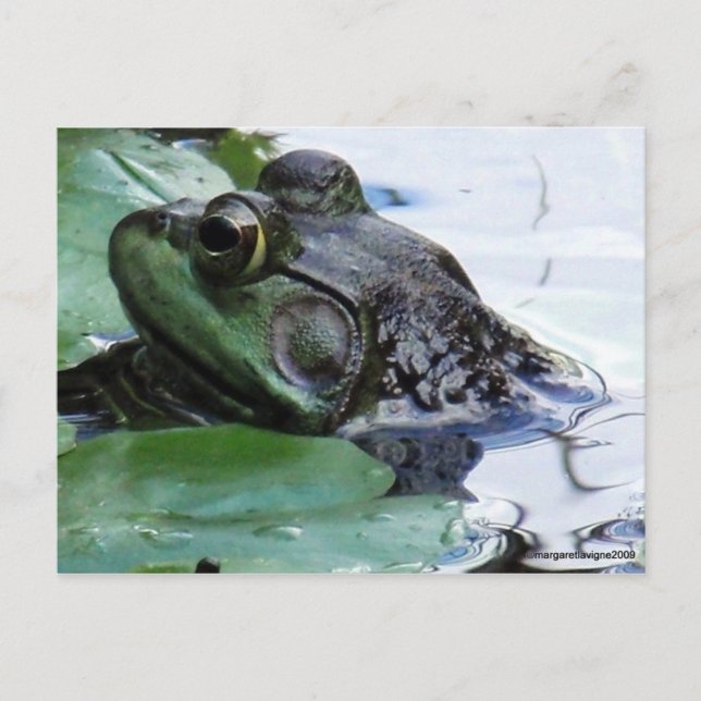 "Prince Charming" Postkarte (Vorderseite)
