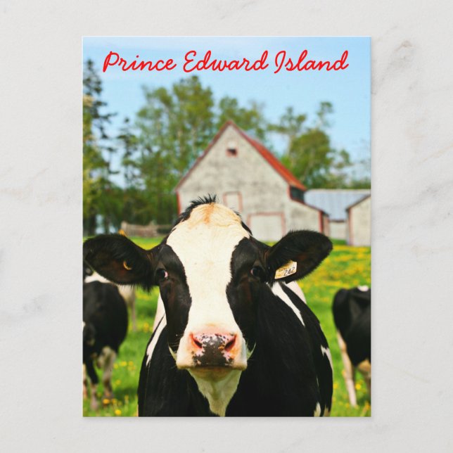 Prince Edward Island Dairy Cow Postkarte (Vorderseite)