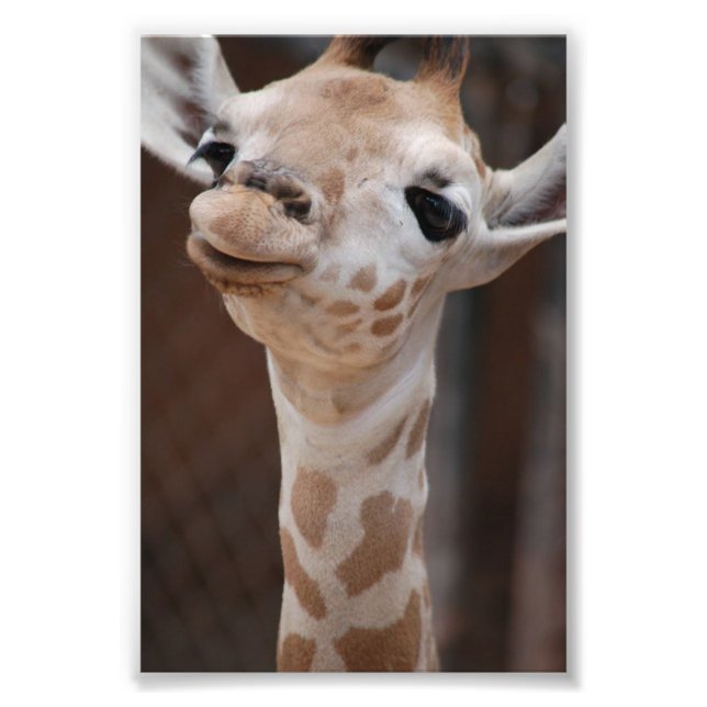 Princess 4X6 Print #1 Fotodruck (Vorne)