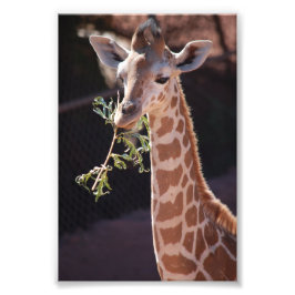 Princess 4X6 Print #2 Fotodruck