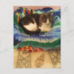 Princess A Sweet Little Southern Ragamuffin Kitty Postkarte