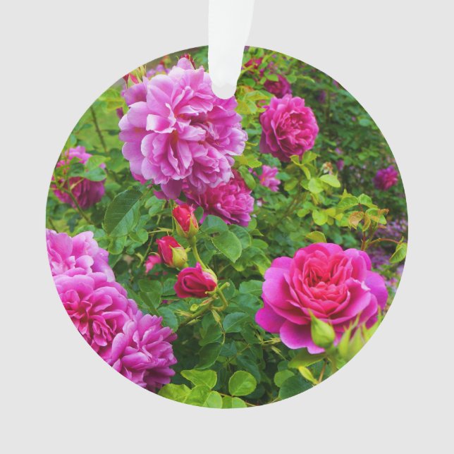 Princess Anne Rose #2-1 Ornament (Vorderseite)