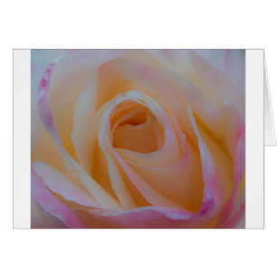 Princess Diana Rose