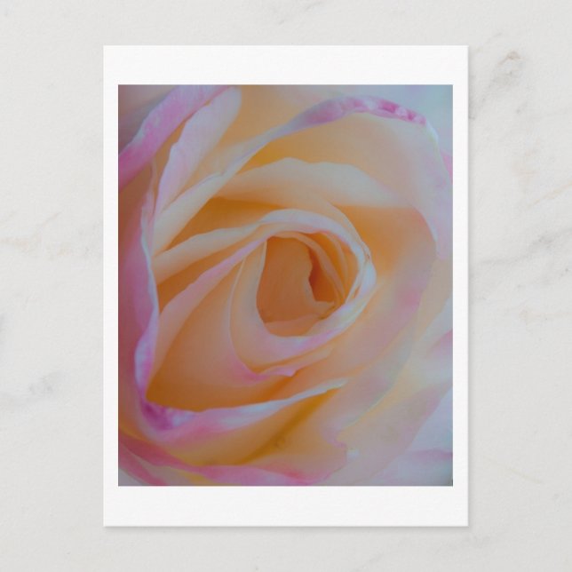 Princess Diana Rose Postkarte (Vorderseite)