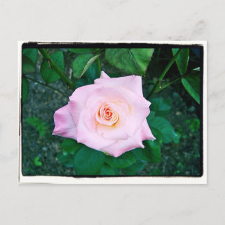 Princess-Rose Postkarte