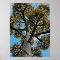 Print: Agave