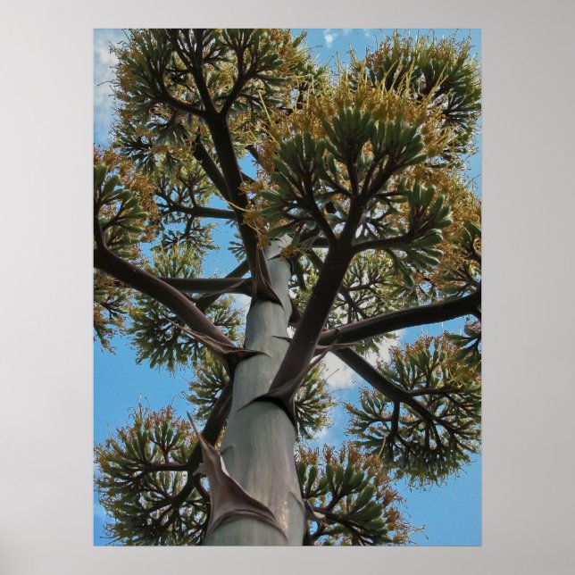 Print: Agave Poster (Vorne)
