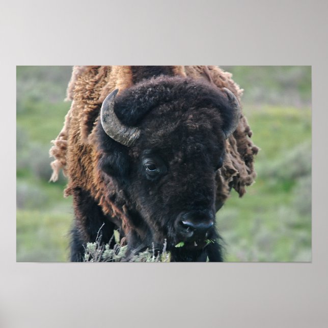 Print: Bison Portrait Poster (Vorne)