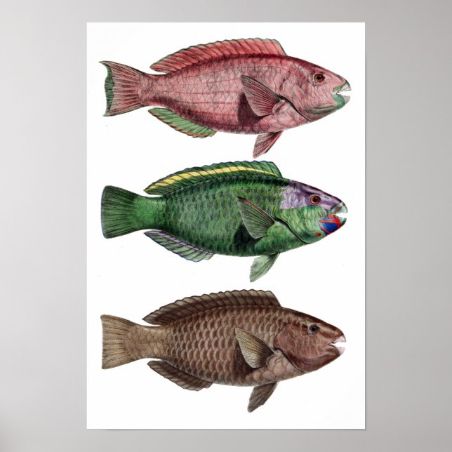 Print "Chlorurus Troschelii" Poster (Vorne)