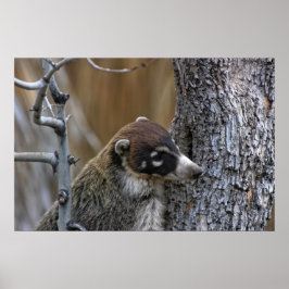 Print: Coatimundi #2 Poster