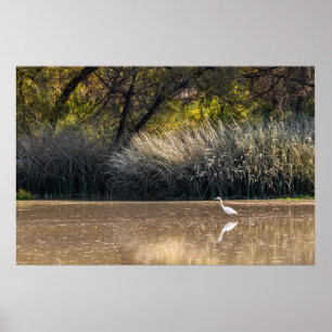 Print: Egret Junting in Pond 2 Poster