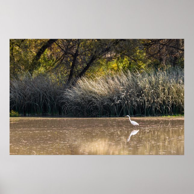 Print: Egret Junting in Pond 2 Poster (Vorne)