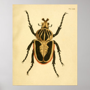 Print "Entomologie II" Poster