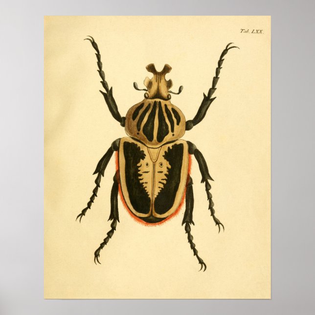 Print "Entomologie II" Poster (Vorne)