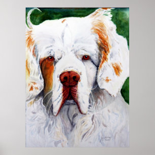 Print - Interest - Clumber Spaniel Poster