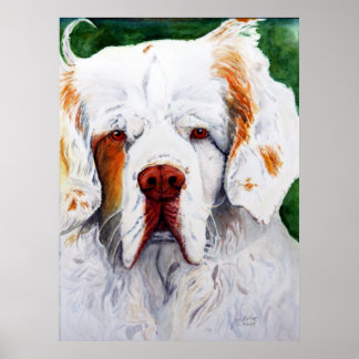 Print - Interest - Clumber Spaniel Poster