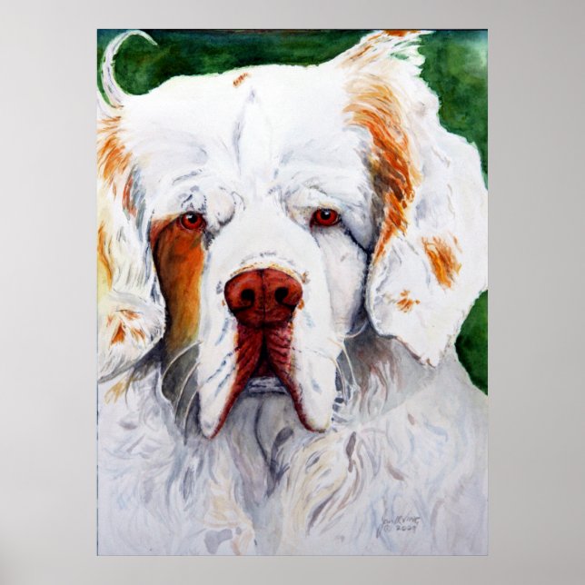 Print - Interest - Clumber Spaniel Poster (Vorne)