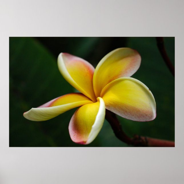 Print: Plumeria #3 Poster (Vorne)