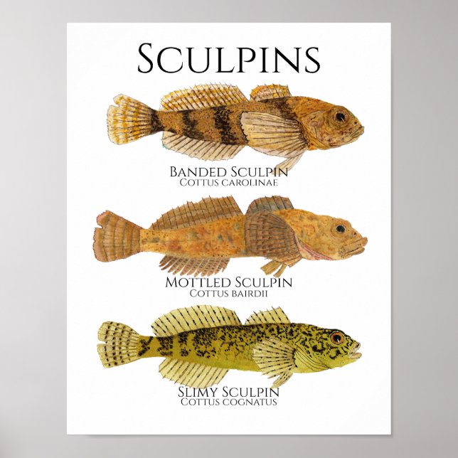 Print, Value Poster Paper (Matte) (Vorne)