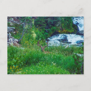 Prinz des Waldes Postkarte