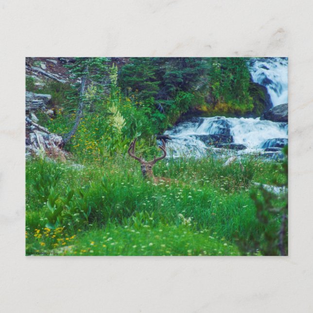 Prinz des Waldes Postkarte (Vorderseite)