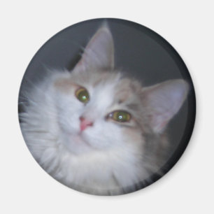 Prinzessin Calico Magnet