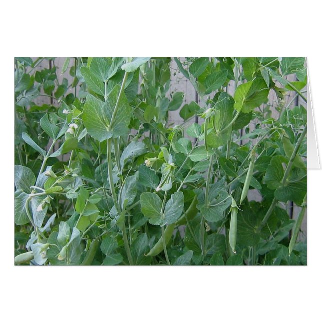 Prinzessin und Pea (Vorderseite (Horizontal))