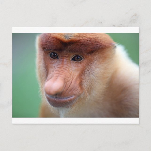 Proboscis Affe Labuk Bay Borneo Postkarte (Vorderseite)