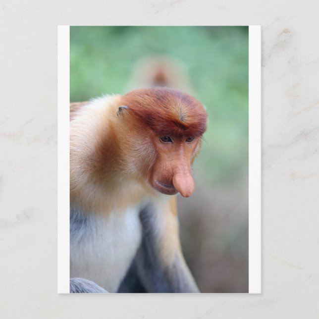 Proboscis Affe Labuk Bay Borneo Postkarte (Vorderseite)