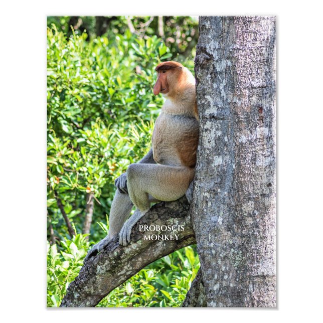 Proboscis Monkey Fotodruck (Vorne)